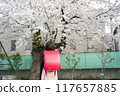 A girl carrying a red school bag under the cherry blossoms at the entrance ceremony 117657885