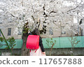 A girl carrying a red school bag under the cherry blossoms at the entrance ceremony 117657888