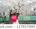 A girl carrying a red school bag under the cherry blossoms at the entrance ceremony 117657889