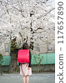 A girl carrying a red school bag under the cherry blossoms at the entrance ceremony 117657890