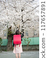 A girl carrying a red school bag under the cherry blossoms at the entrance ceremony 117657891