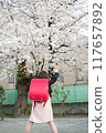 A girl carrying a red school bag under the cherry blossoms at the entrance ceremony 117657892