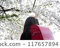 A girl carrying a red school bag under the cherry blossoms at the entrance ceremony 117657894