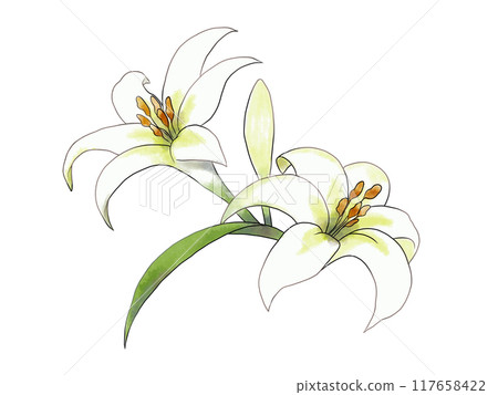 Illustration of white lily 117658422