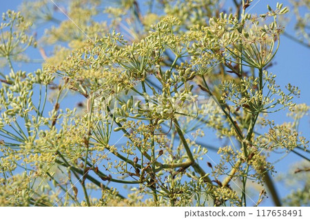 Fennel flowers and young fruits 117658491