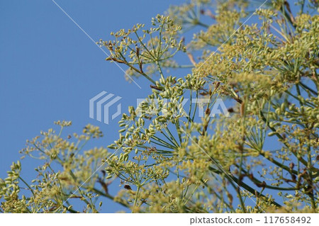 Fennel flowers and young fruits 117658492