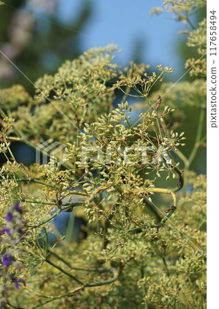 Fennel flowers and young fruits 117658494