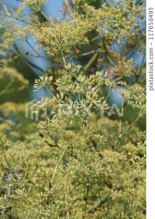 茴香花和幼果 茴香花和幼果 117658495