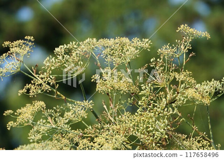 Fennel flowers and young fruits 117658496