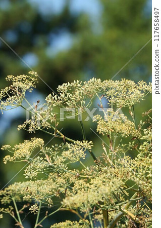 Fennel flowers and young fruits 117658497
