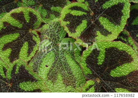 植物葉子 117658982