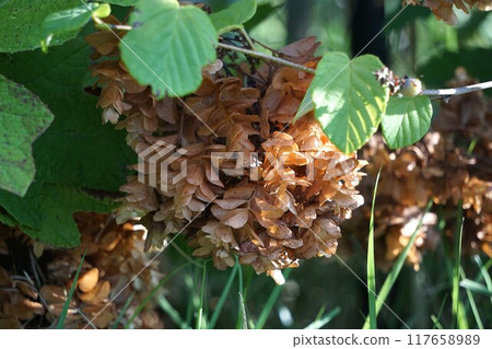 柏葉繡球花形狀像乾燥花 117658989