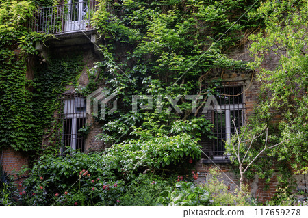 Italian architecture covered in lush ivy 117659278