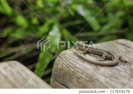 Italian lizard resting on a tree 117659279