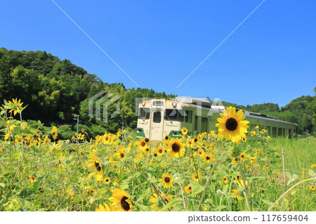 Kominato Railway "Local train going through sunflower fields" 117659404