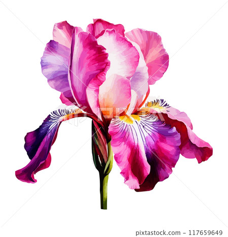 Summer garden iris flowers, watercolor vector illustration 117659649