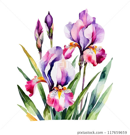 Summer garden iris flowers, watercolor vector illustration 117659659