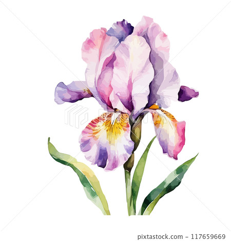 Summer garden iris flowers, watercolor vector illustration Summer garden iris flowers, watercolor vector illustration 117659669