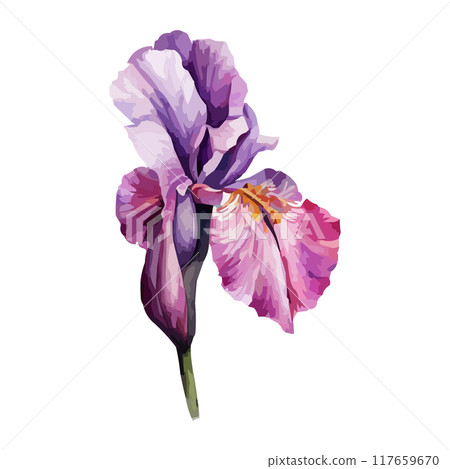 Summer garden iris flowers, watercolor vector illustration 117659670