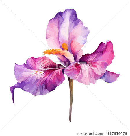 Summer garden iris flowers, watercolor vector illustration 117659676