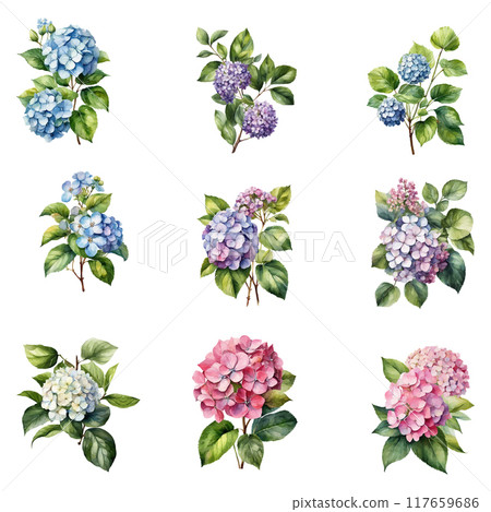 Set of Watercolor Vector of a hydrangea flower with leaves isolated on a white background 117659686