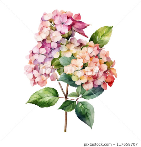 Watercolor Vector of a hydrangea flower with leaves isolated on a white background. 117659707