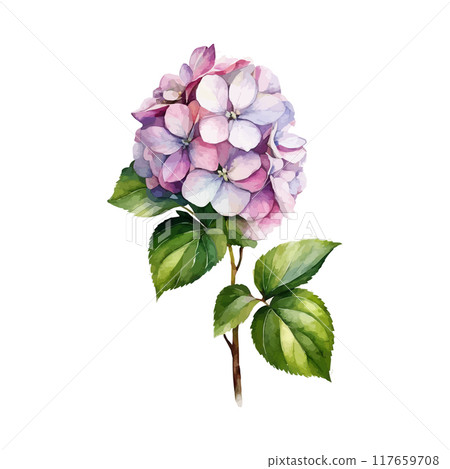 Watercolor Vector of a hydrangea flower with leaves isolated on a white background. 117659708