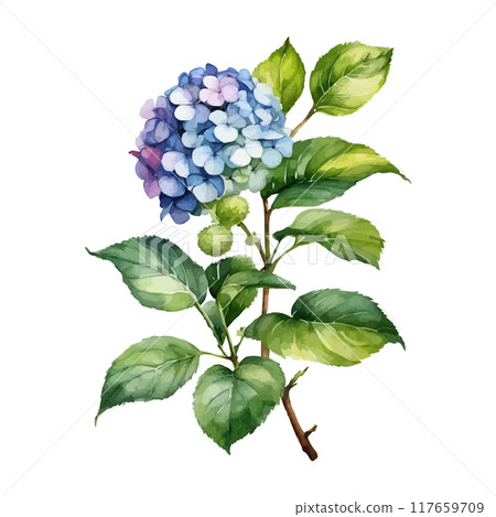 Watercolor Vector of a hydrangea flower with leaves isolated on a white background. 117659709