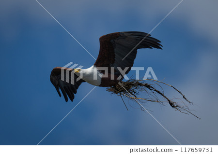 African fish eagle flies carrying nesting material 117659731