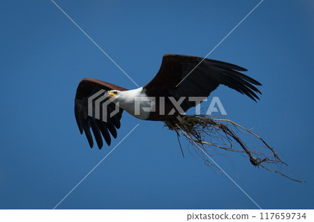 African fish eagle flying carrying nesting material 117659734