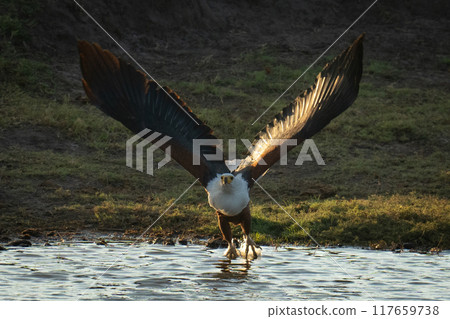 African fish eagle takes off over river African fish eagle takes off over river 117659738