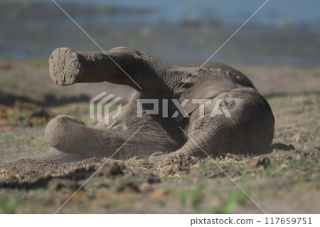 Baby elephant lies on riverbank lifting leg Baby elephant lies on riverbank lifting leg 117659751