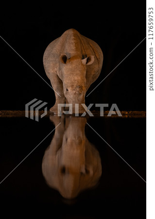 Baby white rhino stands by waterhole drinking 117659753