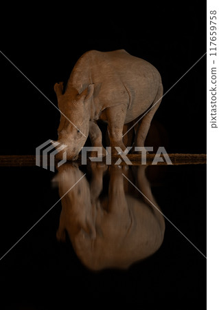 Baby white rhino stands drinking at waterhole Baby white rhino stands drinking at waterhole 117659758
