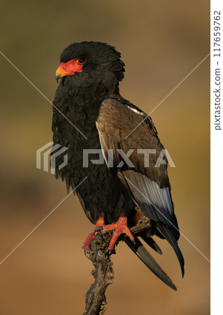 Bateleur on dead branch during golden hour Bateleur on dead branch during golden hour 117659762
