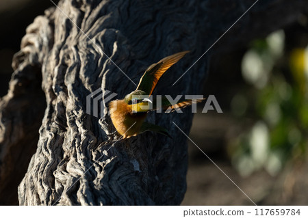 Little bee-eater takes off from dead tree 117659784