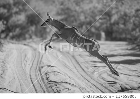 Mono young greater kudu jumps over track Mono young greater kudu jumps over track 117659805