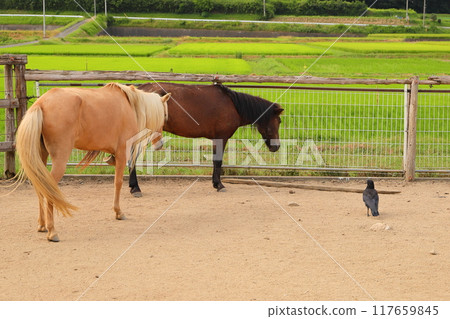 農場裡的馬和烏鴉 農場裡的馬和烏鴉 117659845