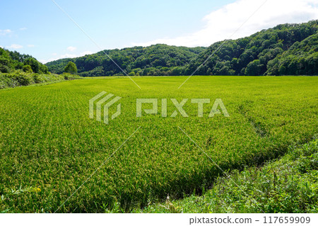 Rice fields in the back of Atsuma Town Rice fields in the back of Atsuma Town 117659909