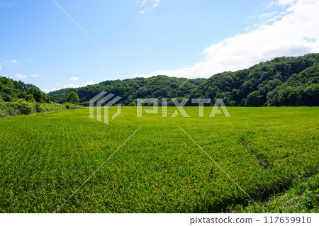 Rice fields in the back of Atsuma Town 117659910