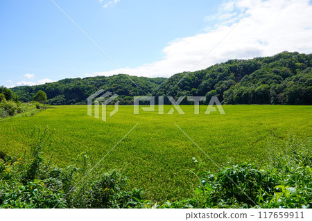 Rice fields in the back of Atsuma Town 117659911