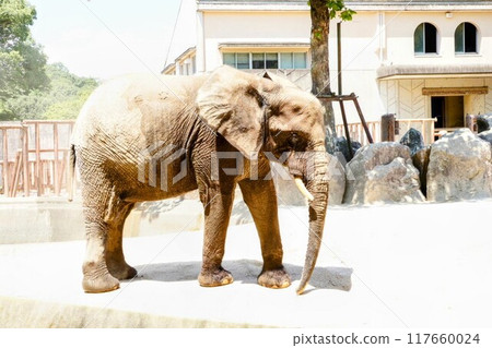 The first confirmed pregnancy in captivity in Japan: a forest elephant at Asa Zoo in Hiroshima The first confirmed pregnancy in captivity in Japan: a forest elephant at Asa Zoo in Hiroshima 117660024