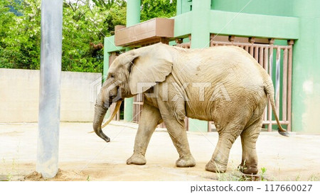 日本首次確認廣島市阿佐動物園森林象懷孕 日本首次確認廣島市阿佐動物園森林象懷孕 117660027