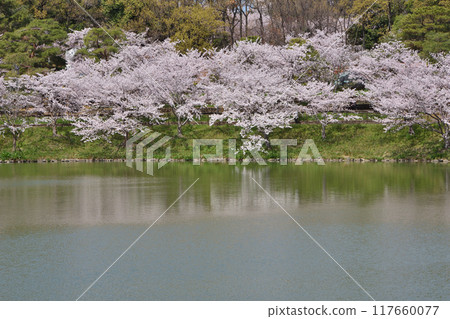 Cherry blossoms in Tsurumi-based 117660077
