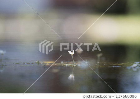 Flower of the cane Flower of the cane 117660096