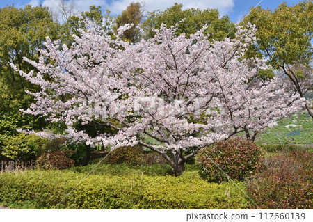 Cherry blossoms in Tsurumi-based Cherry blossoms in Tsurumi-based 117660139