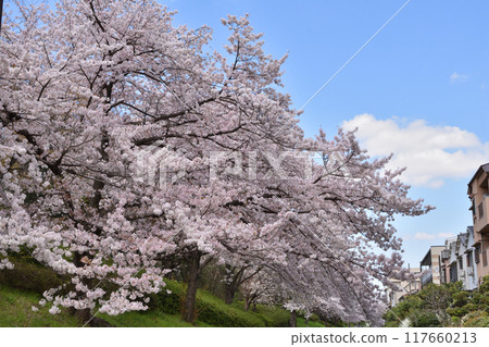 以鶴見為主的櫻花 117660213