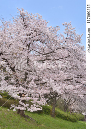 以鶴見為主的櫻花 117660215