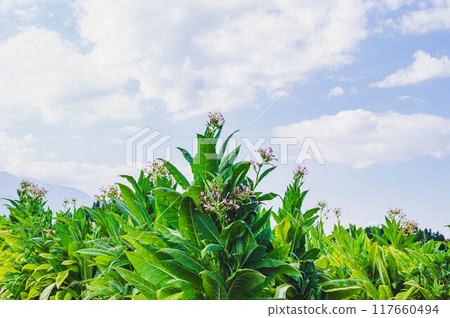 Blooming summer tobacco field 117660494