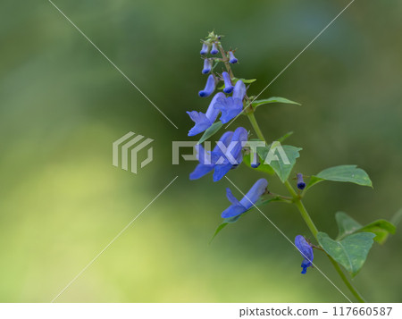 初秋蘇人引越花 初秋蘇人引越花 117660587